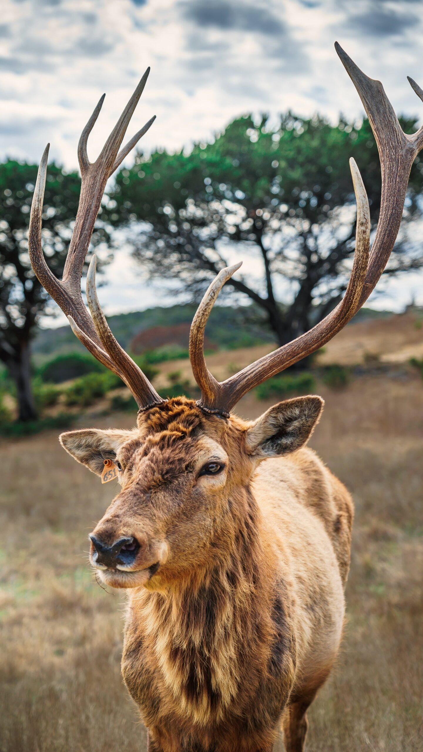 ¿Cómo cuidar los animales silvestres?