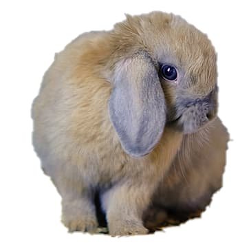 CONEJO HOLLAND LOP