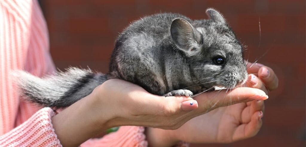 CHINCHILLAS COMO MASCOTAS