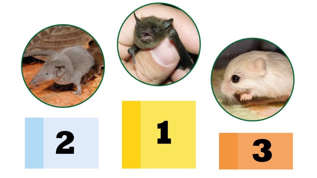 TOP TRES ANIMALES MÁS PEQUEÑOS