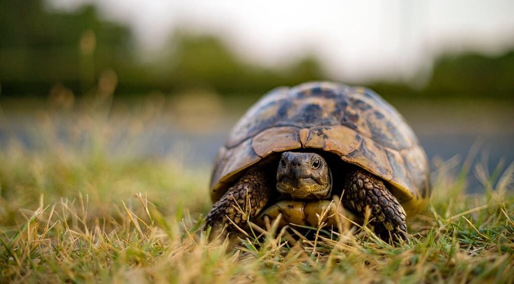 TORTUGAS COMO MASCOTAS