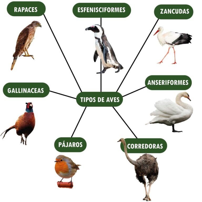 LOS TIPOS DE AVES