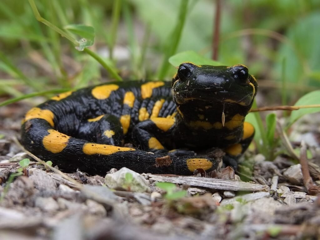 SALAMANDRA