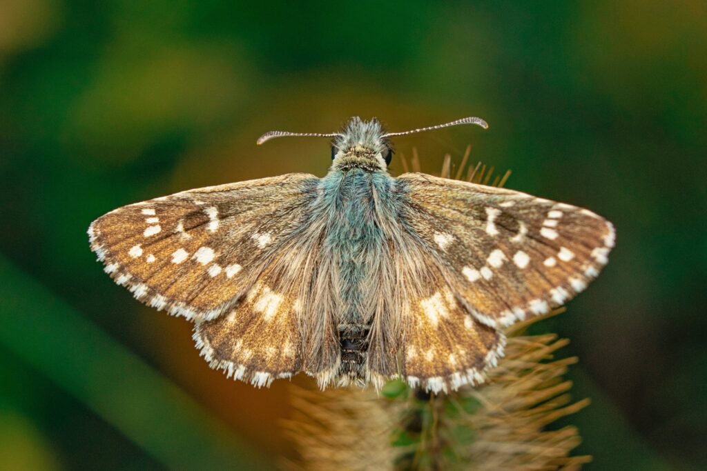 Lepidópteros (Mariposas y Polillas)