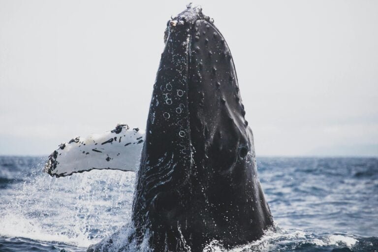 BALLENA JOROBADA