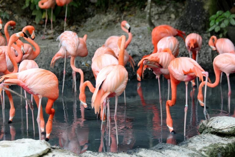 ALIMENTACIÓN DE LOS FLAMENCOS