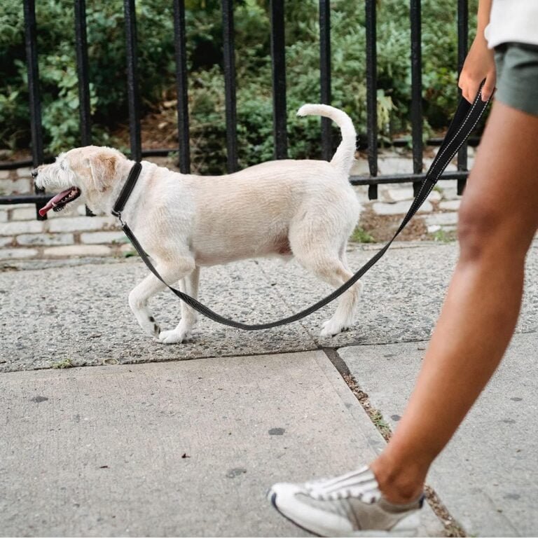 TagME Collar Perro Ajustable,Collar Nylon Reflectante,para Caminar Correr Entrenamiento,para Perros Grandes,Negro,2.5cm De Ancho