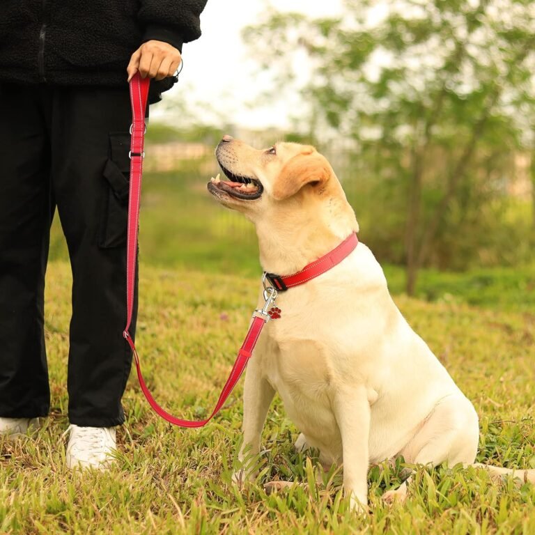 Juego de Collar y Correa para Perro, Collares Reflectantes de Neopreno Suave con Correa Ajustable de 1,8 M con Mango Acolchado y Etiqueta para Perros PequeñOs, Medianos y Grandes, Rojo-S