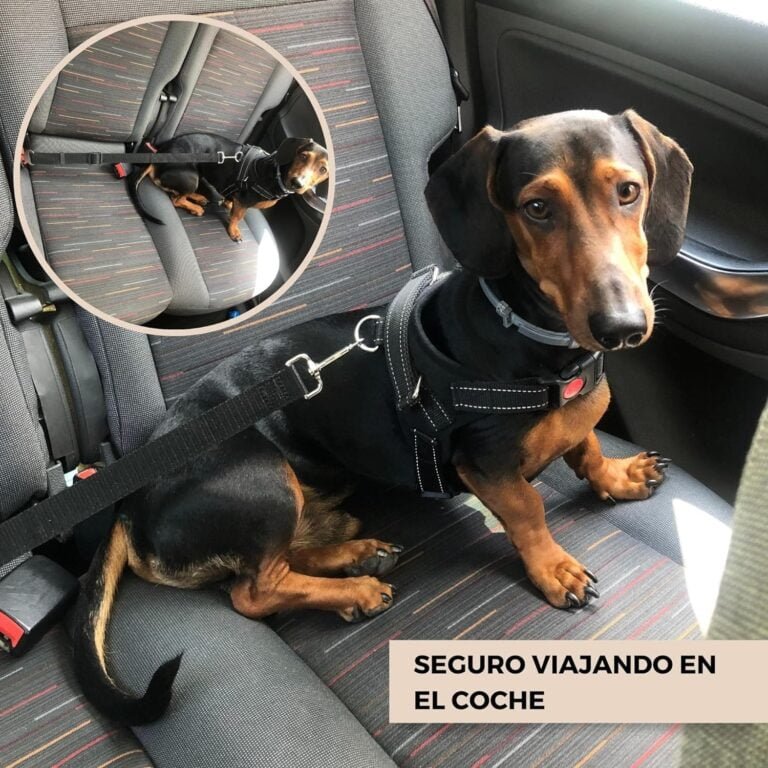 Arnés Perro Pequeño Antitirones S sin Presión con Cinturón de Seguridad para Coche. Pechera Ajustable con Asa de Agarre, Duradera, Cómoda y Ligera. Tiene Anclaje Tipo D para Correa de Paseo.