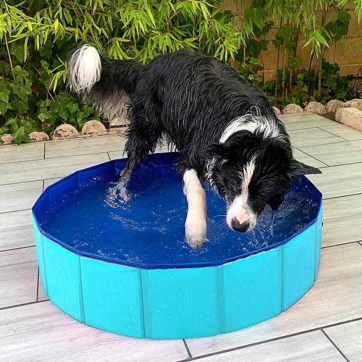 Piscina Perros y Gatos Bañera Plegable PVC Antideslizante y Resistente al Desgaste Piscina Plegable para Perros Gatos Bañera Piscina Portátil para Mascotas (M 80 * 20CM) Color Aleatorio