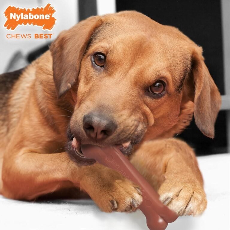 Nylabone Juguete masticable en Forma de Hueso para la higiene Dental de Perros con mordida agresiva, Hueso con Textura, sabores a beicon y Pollo, para Perros Adultos de hasta 16 kilos 380 g