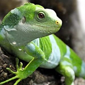 Iguana Crestada de Fiji