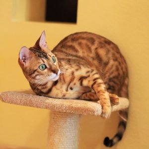 Gato bengalí