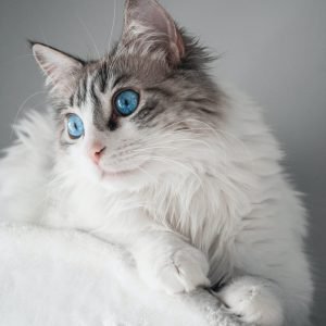 Gato ragdoll