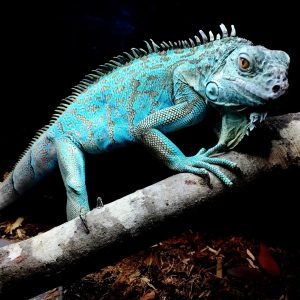 Iguana Azul