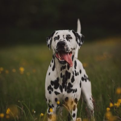 Perro dalmata