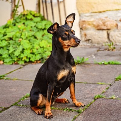 Pinscher