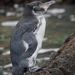 Pingüino de los Galápagos