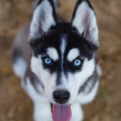 Husky