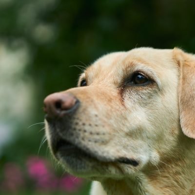 Perro labrador