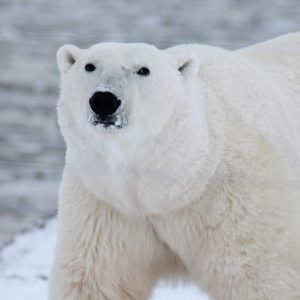 OSO POLAR