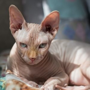 Gato Sphynx