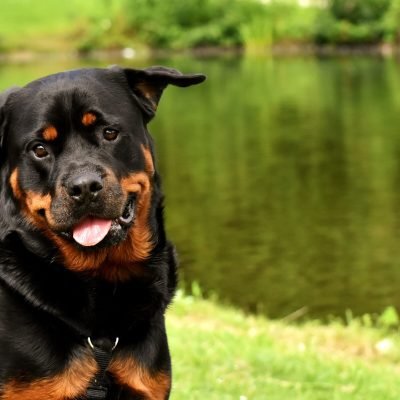 Rottweiler