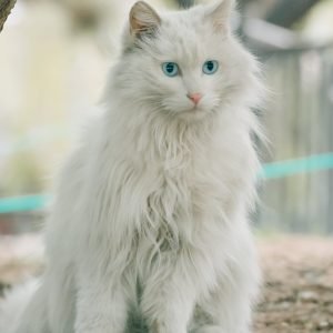 Gato angora